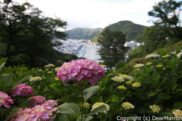 2IMG0993_R.jpg