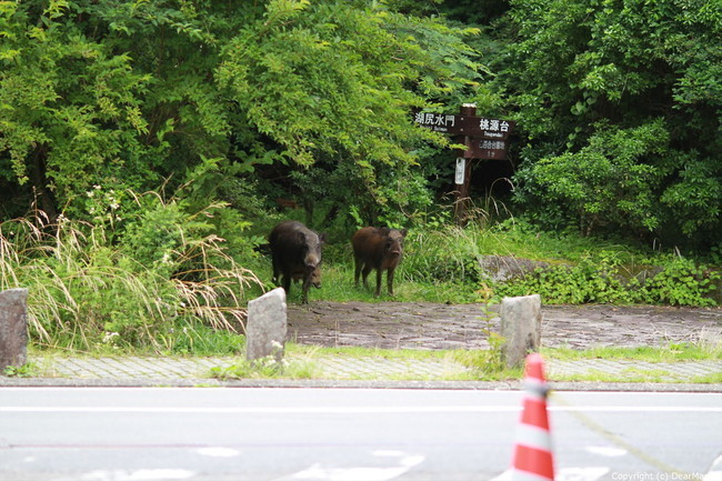 IMG_0289_R.jpg