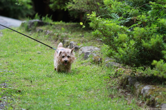 IMG_0306_R.jpg