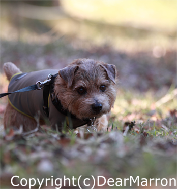 IMG_1492_R.png