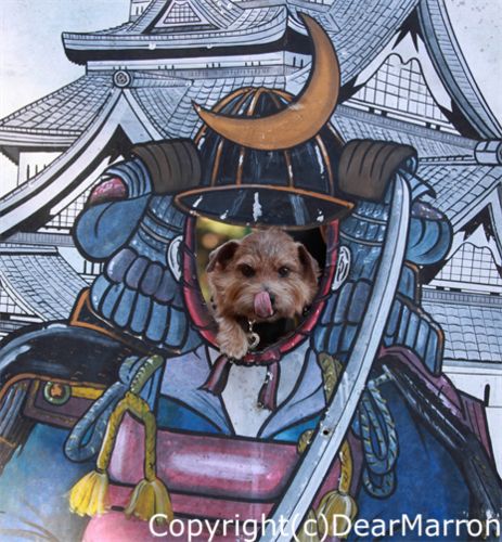IMG_1536_R.png