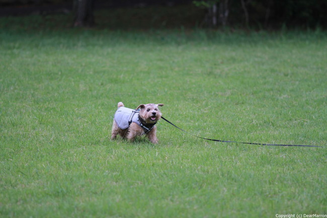 IMG_2264_R.jpg