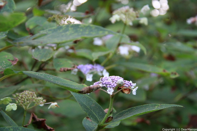 IMG_2801_R.jpg