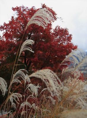 IMG_3081_R.jpg