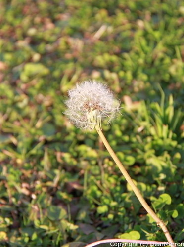IMG_7108_R.jpg